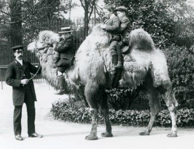 A Bactrian Camel ride at London Zoo, c.1913 by Frederick William Bond